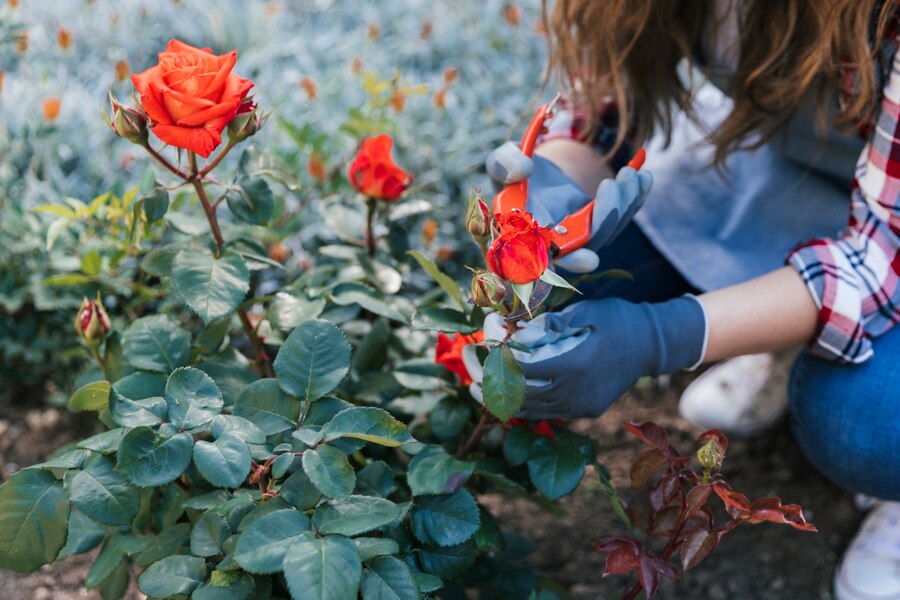 Как ухаживать за розами с апреля по ноябрь?