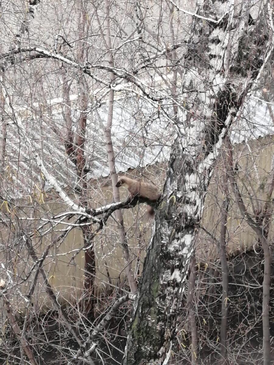 Соболь спрятался на дереве от стаи ворон на остановке «11 квартал» в Бердске