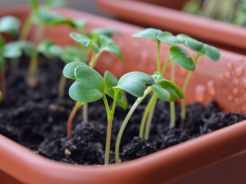 Редис можно выращивать рассадой 