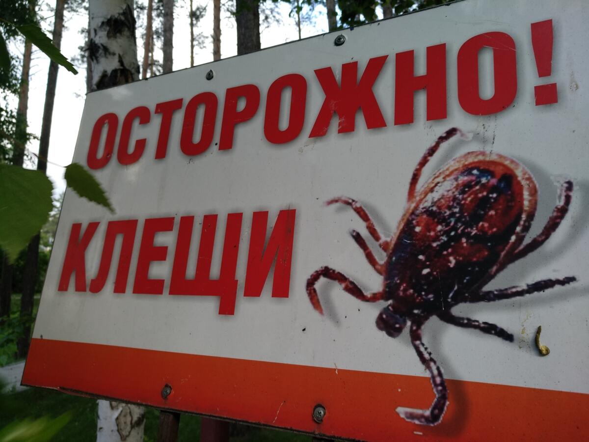 Клещи начали кусать жителей Новосибирской области с 8 апреля