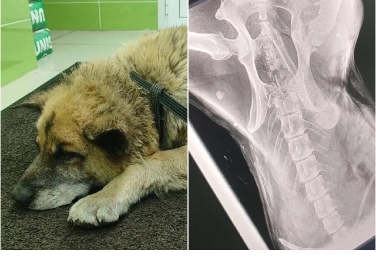 «Выстрелили один раз». Раненый пес Рыжик приполз к волонтерам в Новосибирске