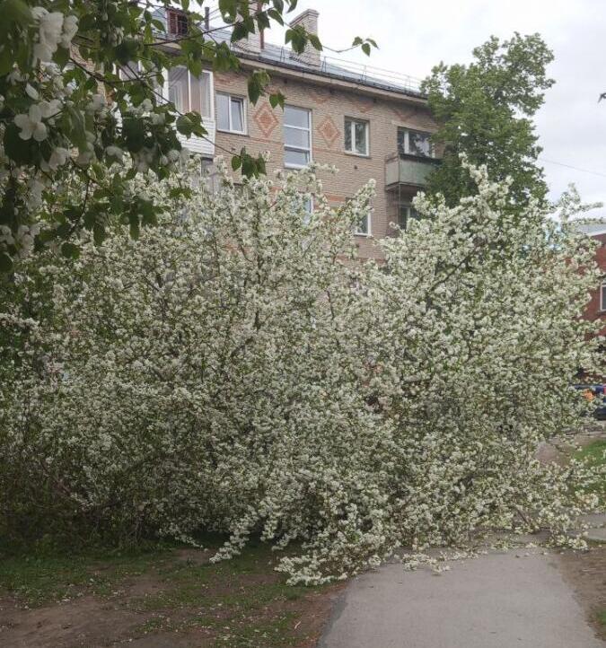 Огромную цветущую яблоню срубили во дворе на ул. Ленина, 52 в Бердске