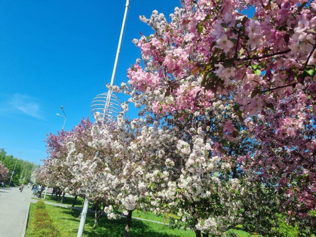 Деревья цветут в Бердске