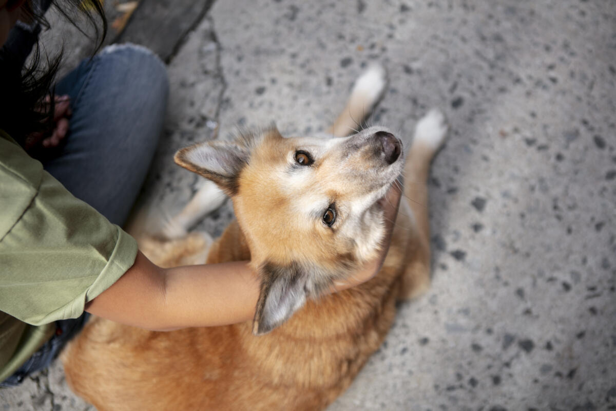 Тысячи новосибирцев проголосовали против эвтаназии бездомных собак