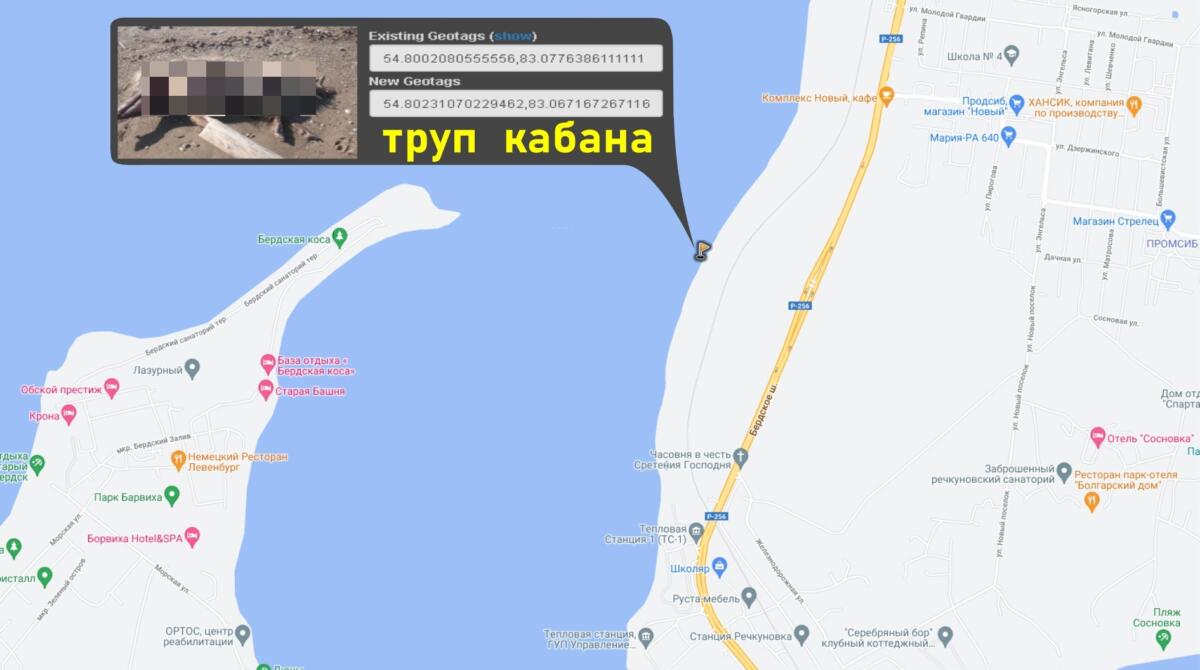 Труп дикого кабана на пляже в Речкуновке обнаружил житель Бердска