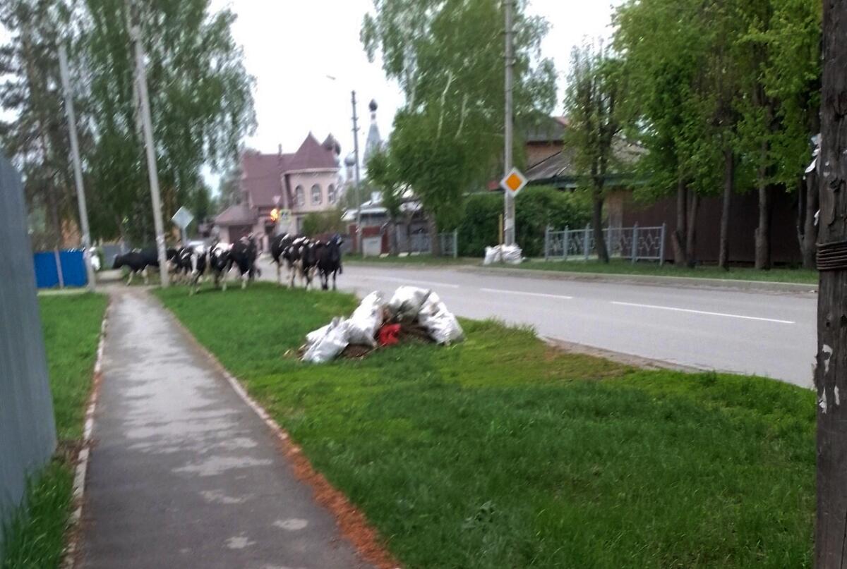 Коровы оставляют «лепешки» на асфальте в Бердске – кто должен убирать?