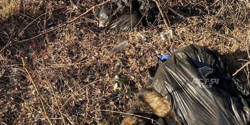 Черные мешки с мертвыми собаками нашли около СНТ под Новосибирском