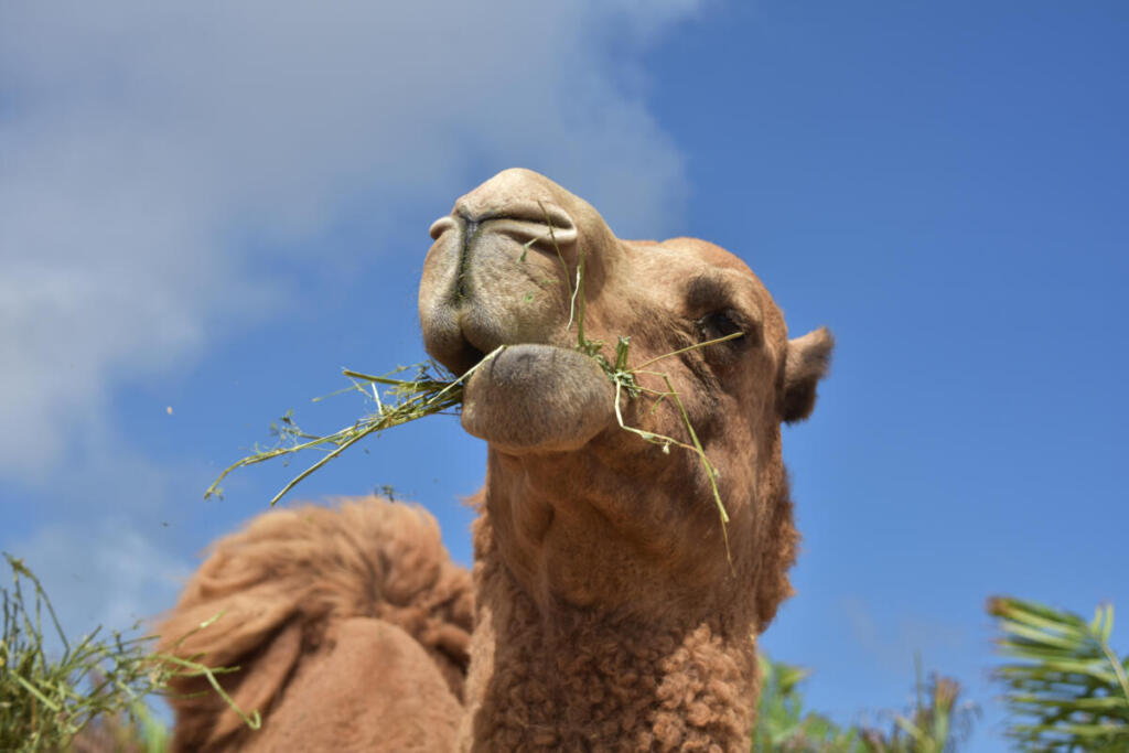 В администрации Искитимского района прокомментировали появление верблюда