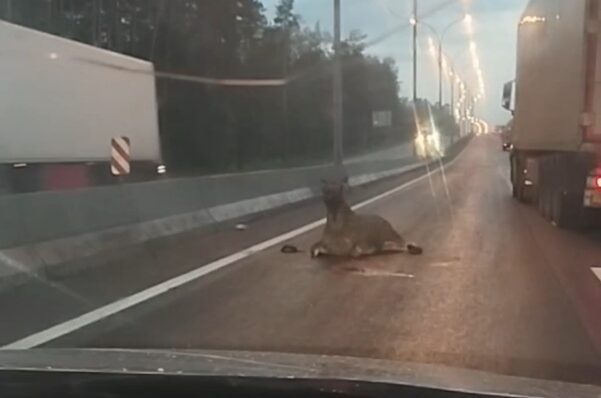 Раненый лось лежит на дороге