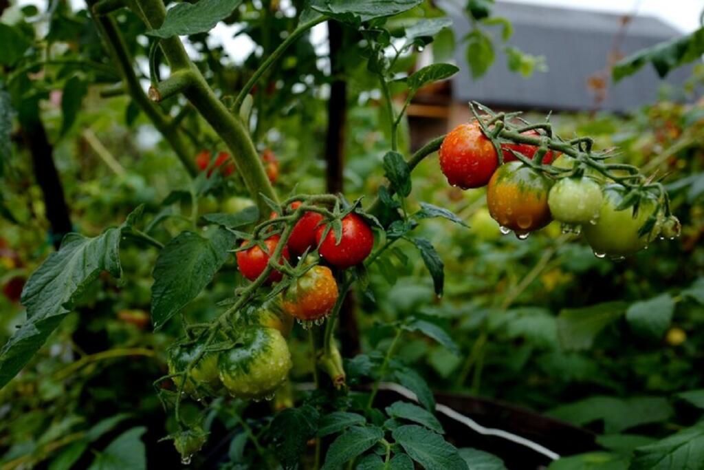 Как правильно пасынковать помидоры? 