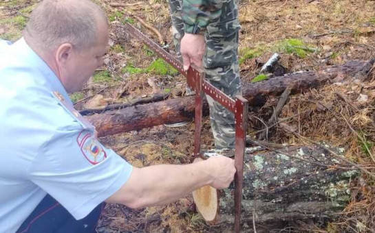 Похитителей ветровальных деревьев ищут в Новосибирской области