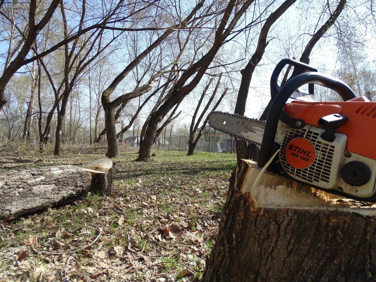 97 деревьев спилят в Бердске за 1 млн рублей – точные адреса