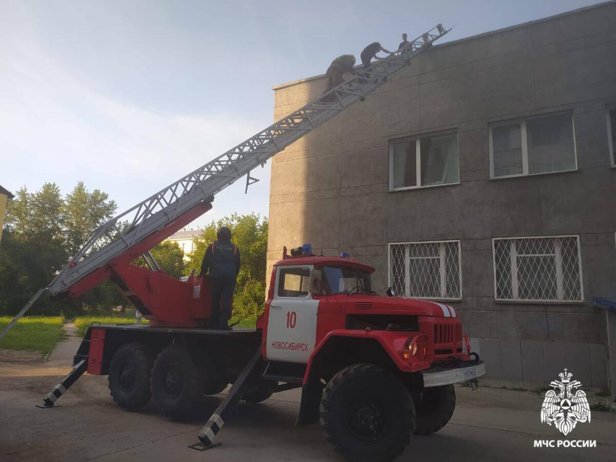 Спасли забравшихся на крышу подростков сотрудники МЧС в Новосибирске