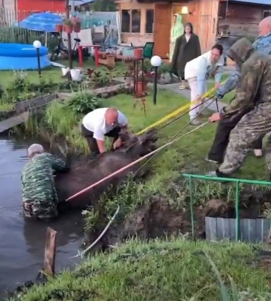 Снято эпичное видео спасения лося, застрявшего в пруду на даче под Бердском