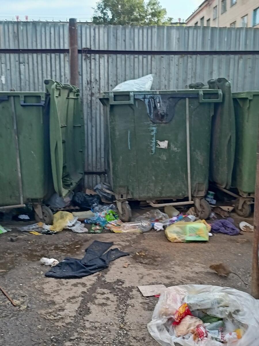 Полчище крыс развелось на мусорной площадке у студенческого общежития в Бердске