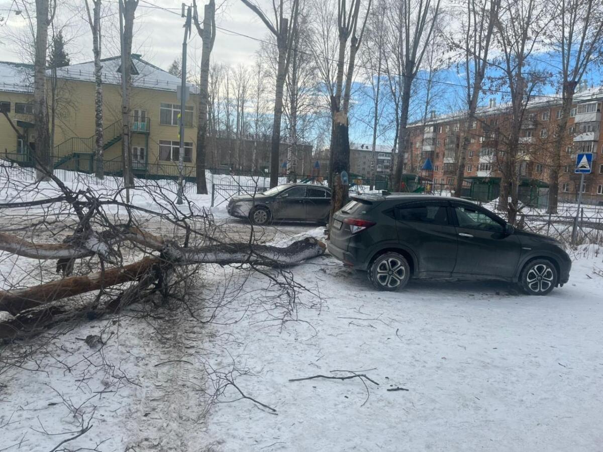 Ураганный ветер повалил дерево на школьников 22 января в Новосибирске — СК возбудил дело