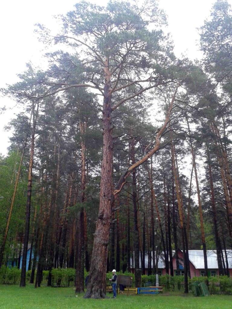 Дереву исполнилось 326 лет