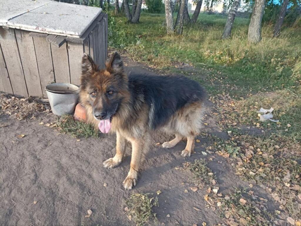 Жигану ищут новую семью