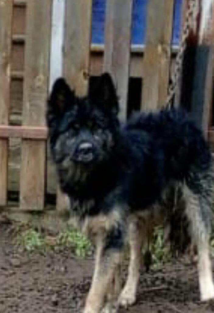 Фото собаки Фото собаки