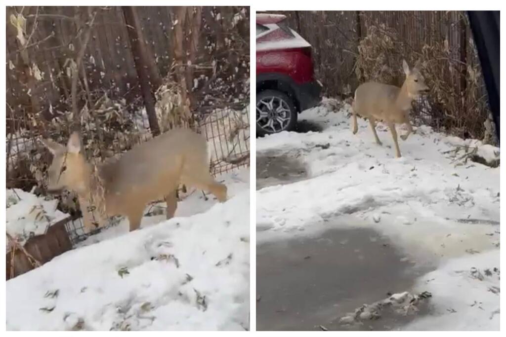 Косулю поймали