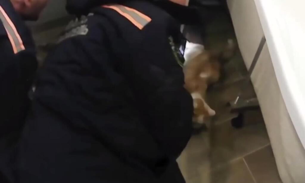 Кота спасли