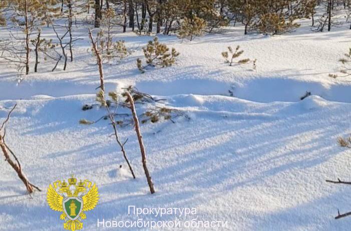 Новосибирец незаконно вырубил лес