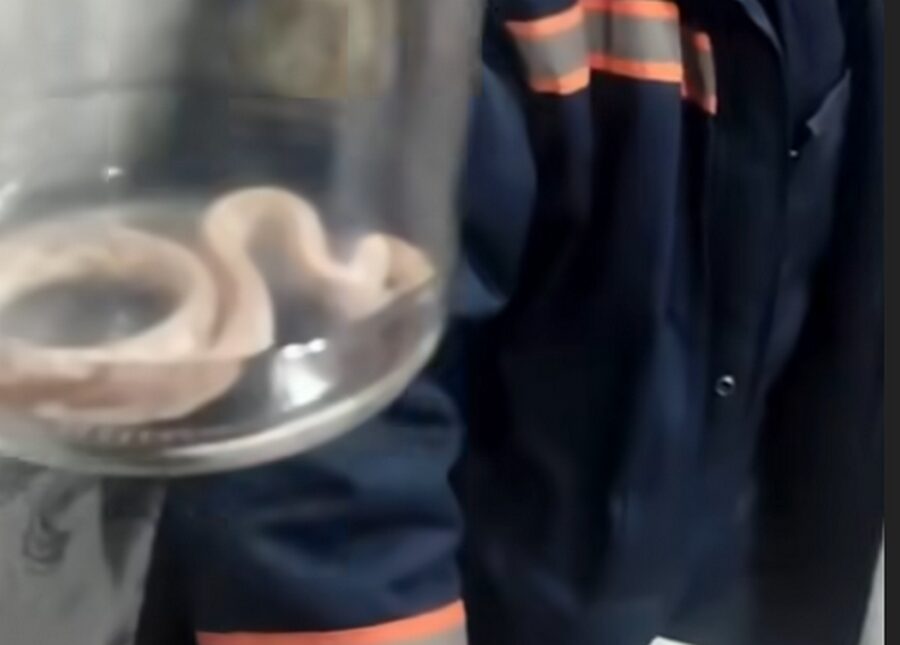 Питона засунули в банку