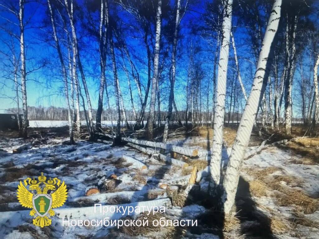 Мужчина незаконно срубил лес