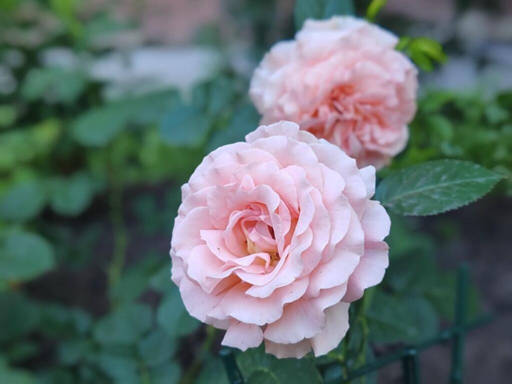 Цветы в Бердске