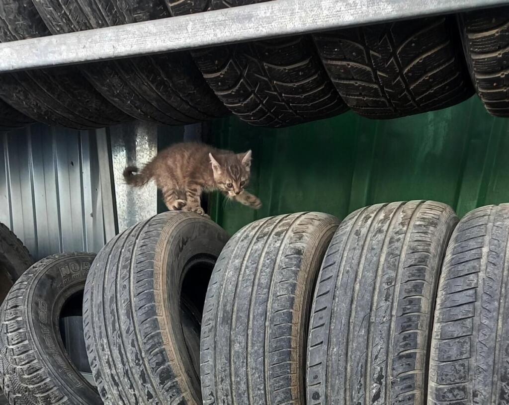 Автопокрышки относятся к отходам 4 класса опасности