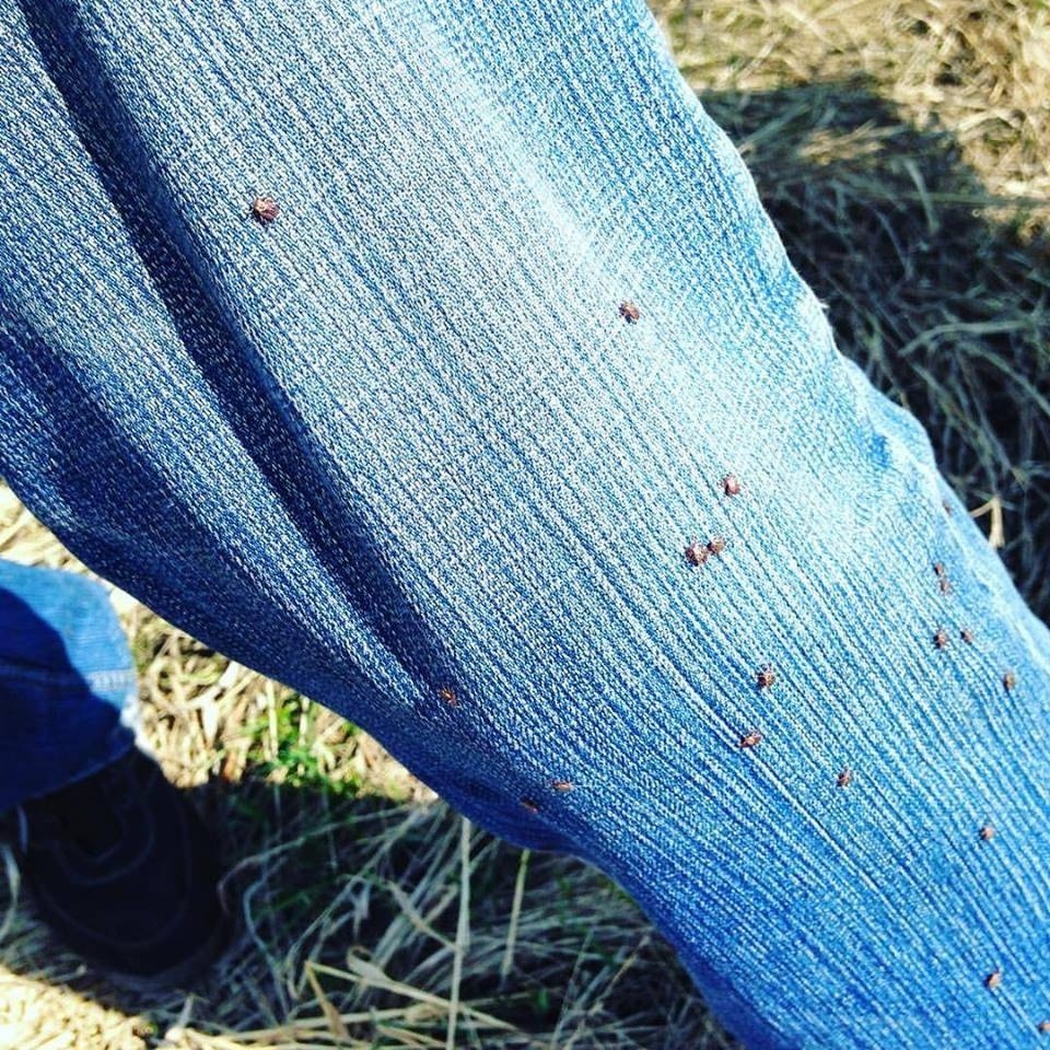 Наползание клещей