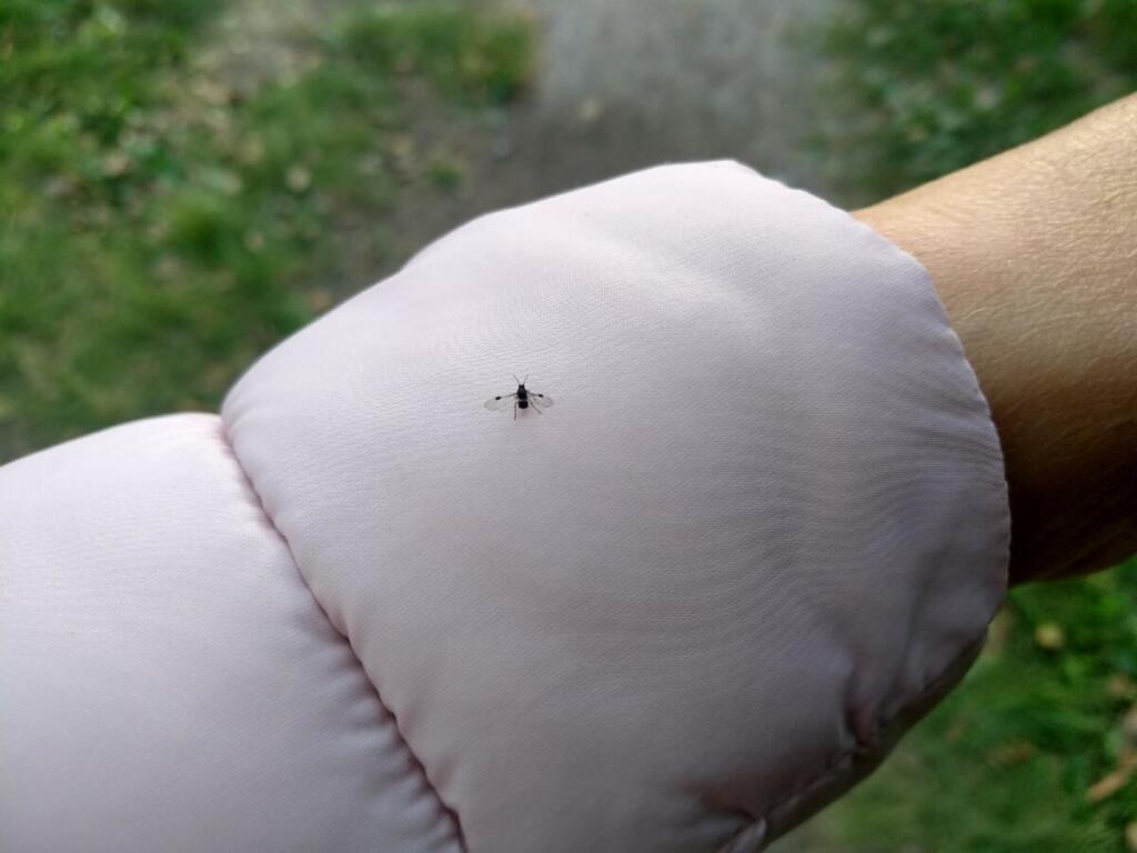 От мошек не скрыться